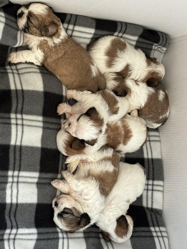 Preview of the first image of Shih tzu pups £600 each.