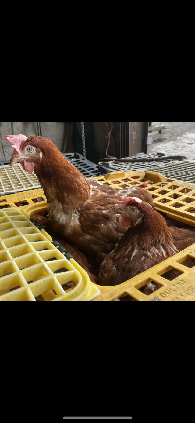 Preview of the first image of Ex commerial rescue hens available.