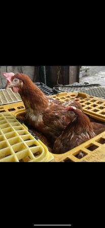 Image 1 of Ex commerial rescue hens available