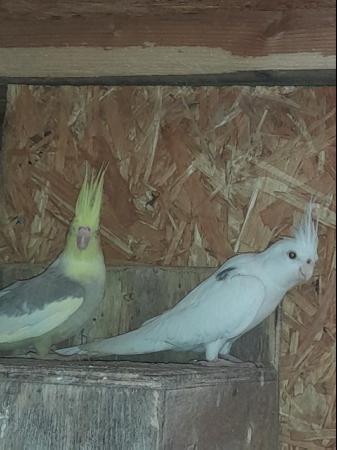 Image 3 of breeding pair of cockatiels, white faced male
