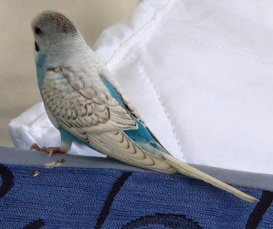 Image 4 of Baby budgies hand raised by us