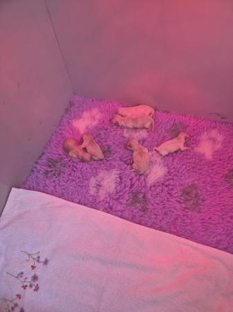 Image 3 of 6 Poochon puppies 4 girls 2 boys
