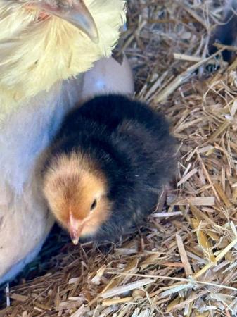 Image 2 of Various Chicks for sale bb6 7ns