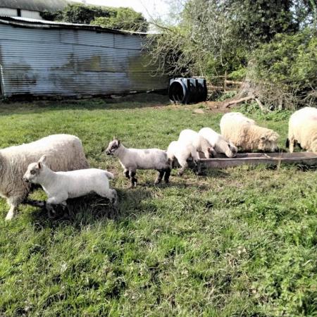 Image 1 of Ewes and lambs for sale