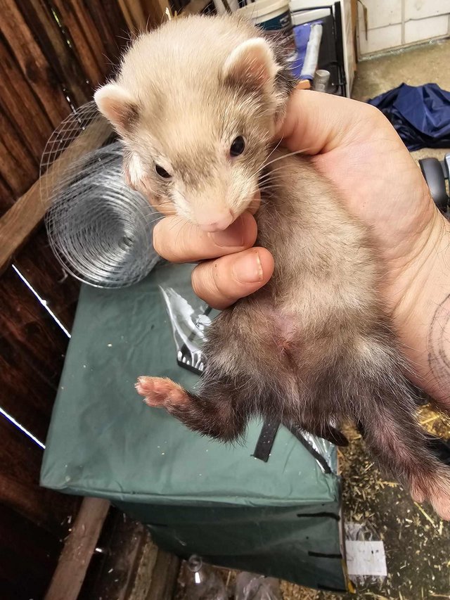 Preview of the first image of FERRET HOB last of litter.
