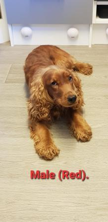 Image 3 of 3 Adult Cocker Spaniel's For Rehoming ( ALL REHOMED! ).