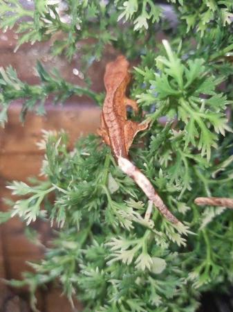 Image 17 of Beautiful Crested Geckos!!! (ONLY 1 LEFT)