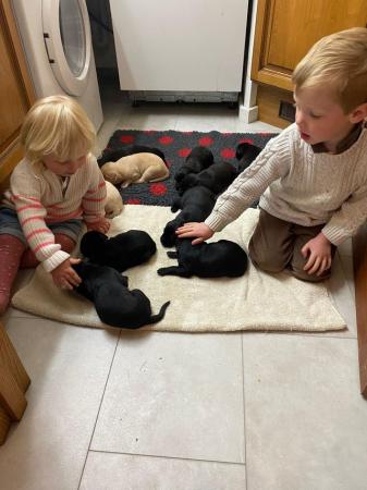 Image 5 of Working labrador puppies from health tested parents