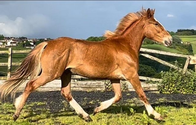Image 3 of Irish Draught 2 Years Old Good Stamp Of A Filly - 16hh