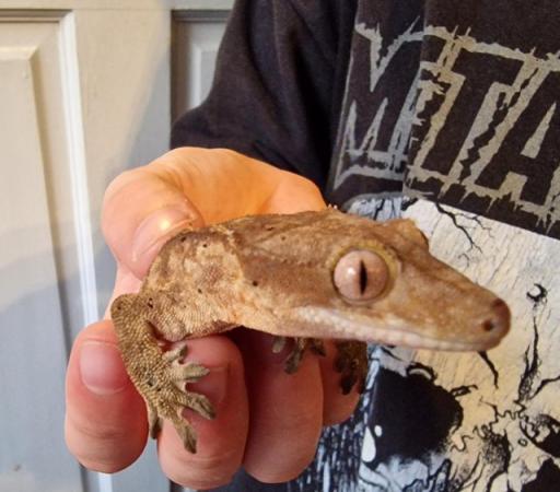 Image 3 of Baby crested geckos for sale