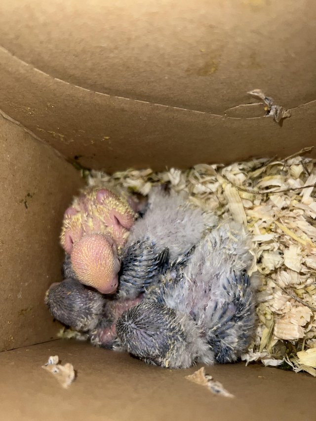 Beautiful Love Bird Babies For Sale 