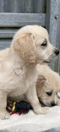 Image 9 of Fully Vaccinated KC Registered Golden Retriever Puppies