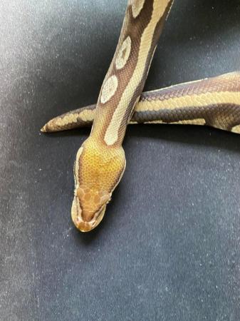 Image 5 of Royal / Ball python, Pastave (female)