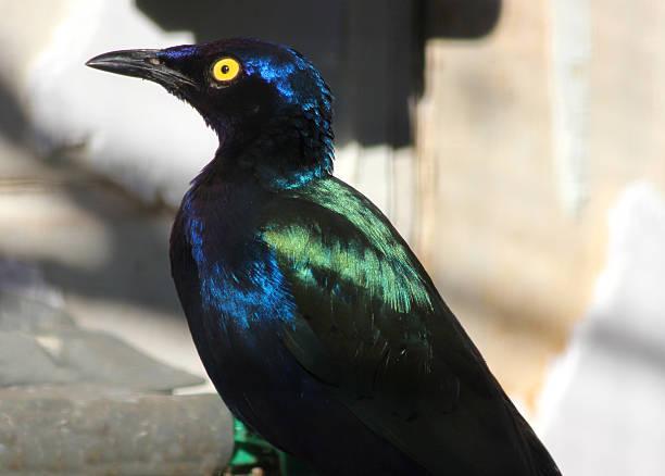 Image 3 of African Purple Glossy Starlings - Adult Pair - Aviary Birds