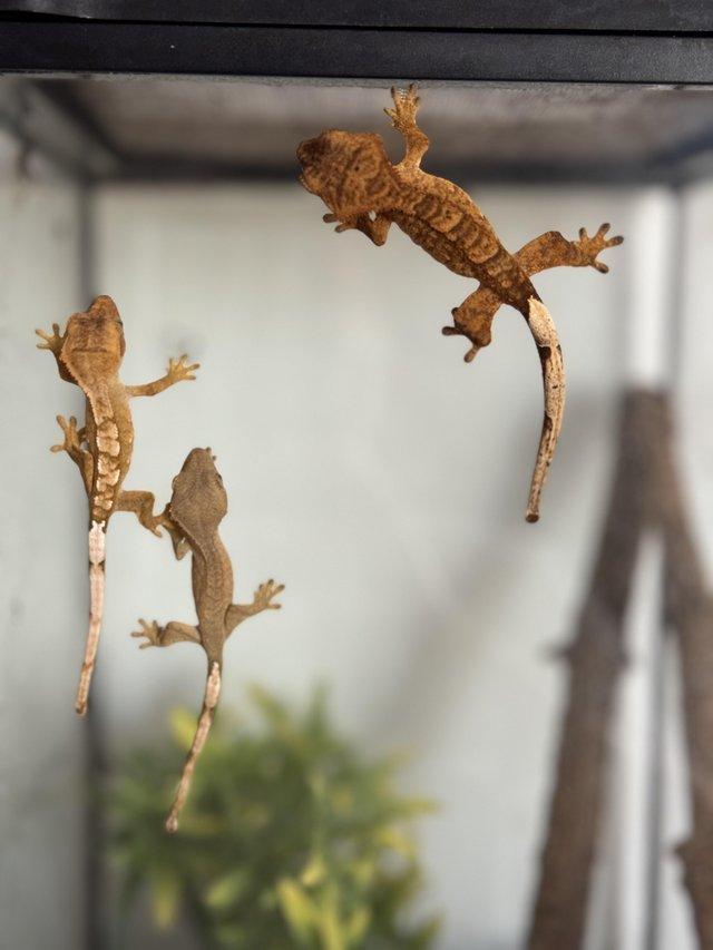 Preview of the first image of 3 baby crested geckos + small vivarium.
