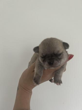 Image 1 of Teacup chihuahuas for sale