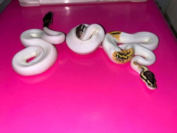 Image 3 of Fire fly pied royal python male cb23