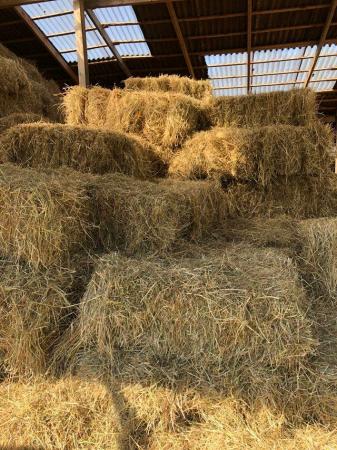 Image 2 of Barn stored hay July 2023 ready to go