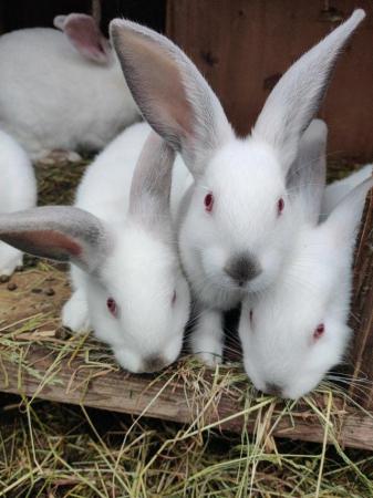 Image 3 of Californian and New Zealand White rabbits