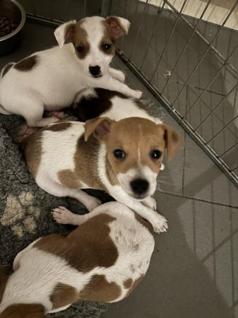 Image 1 of Beautiful Jack Russell puppies