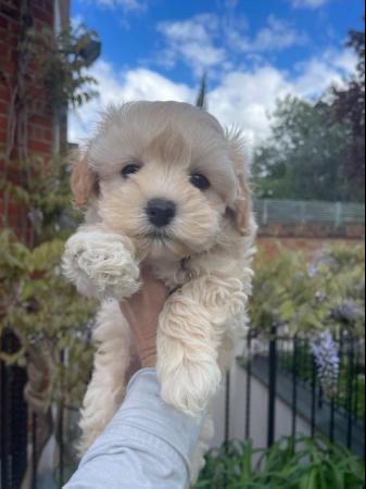 Image 12 of Beautiful F1 Toy Maltipoo Puppies (1 Left)