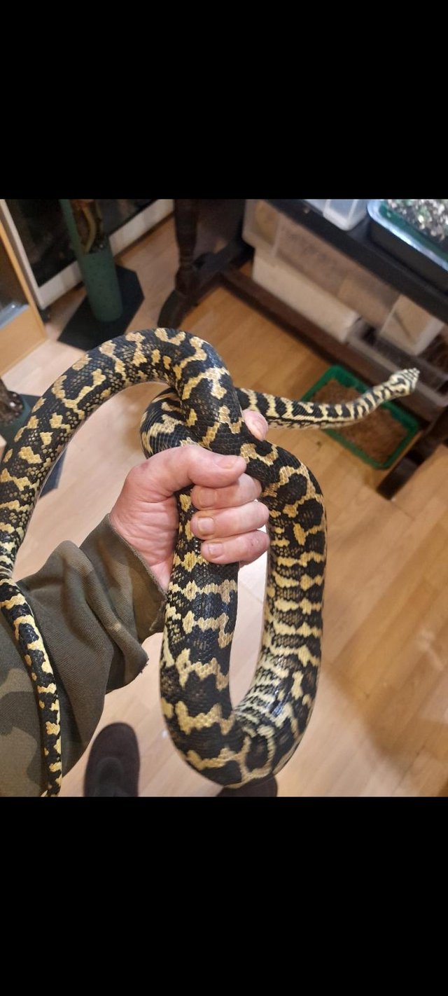 Preview of the first image of Jungle carpet python 2021 female hold back.
