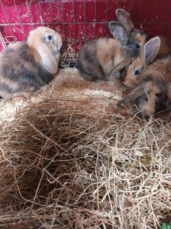 Image 5 of Gorgeous 9wks old Mini Lops £30 or two for ££50