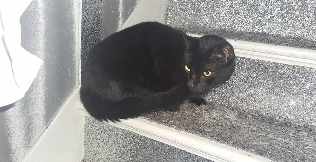 Image 3 of Male half Bengal black cat.