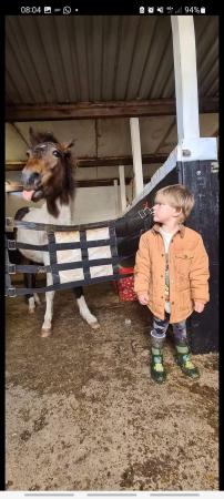 Image 3 of 11.2 hands section A/shetland cross childs pony for loan