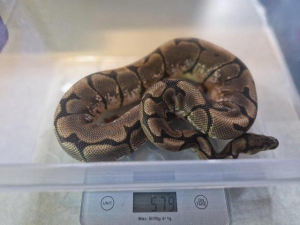 Image 2 of For sale Male spider ball python