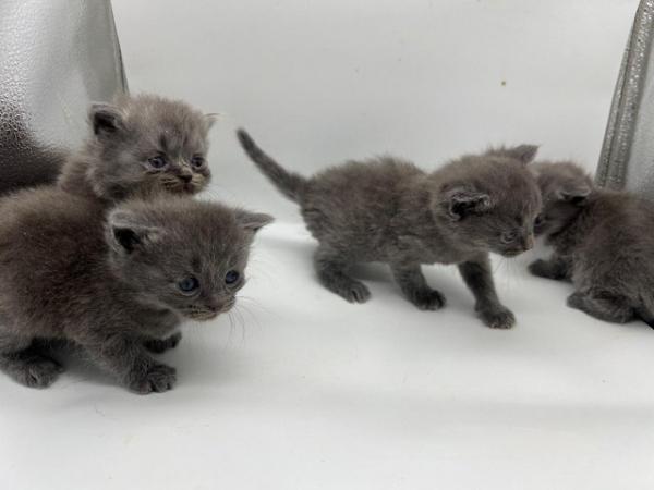 Image 2 of Blue Persian x Chartreux kittens