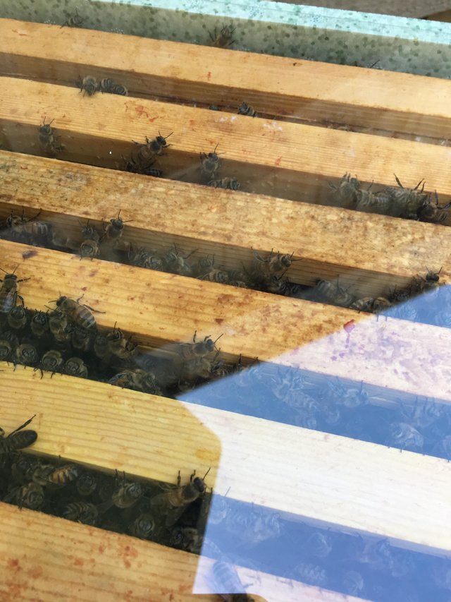 Preview of the first image of 6 frame - Overwintered nucleus poly hives with 14x12 frames..