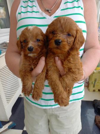 Image 5 of F1 toy cockapoo puppies pra clear