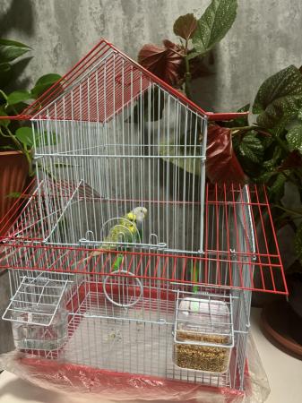 Image 3 of 3 pair of budgies with cage