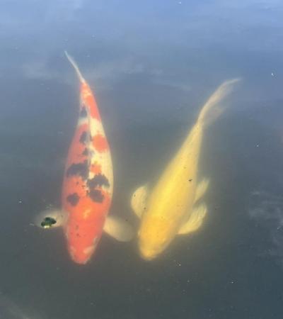Image 7 of Koi now sold ………………………….