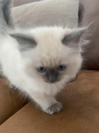Image 3 of Pure breed blue eyed male Ragdoll