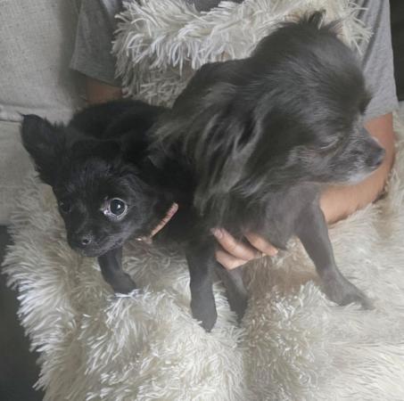 Image 5 of **Black Female Chihuahua puppy , long-haired, ready now**