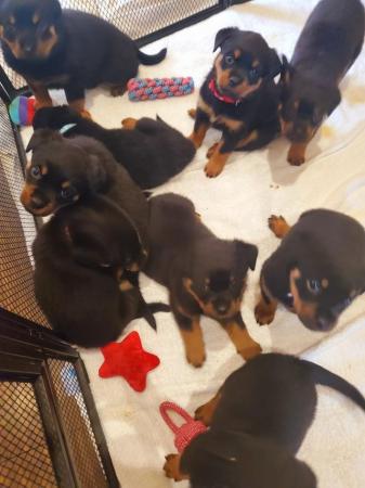 Image 11 of Gorgeous Rottweiler Pups KC Reg Girls Available Ready Now