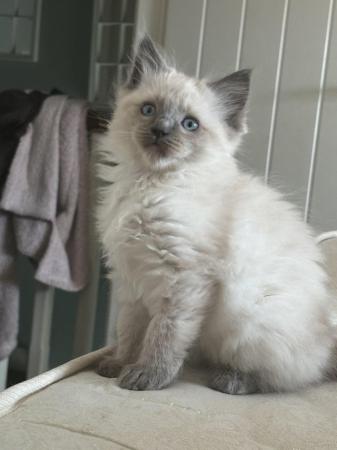 Image 1 of Ragdoll mink babies ready now