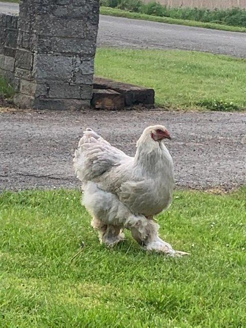 Preview of the first image of Brahma chicken chicks Isabella and Columbian buff.