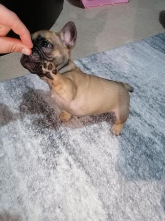 Image 13 of French bulldog puppies ready in 3 weeks