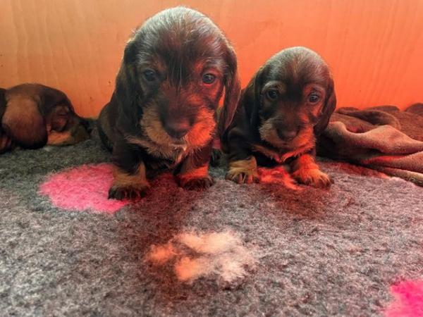 Image 7 of KC Reg Teckel Puppies - Wirehaired Dachshund