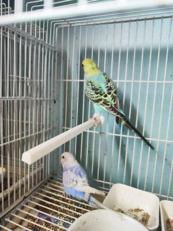 Image 4 of baby budgies for sale, very friendly.