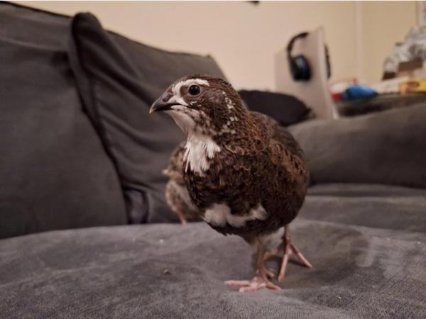 Image 7 of Beautiful coturnix quail chicks available
