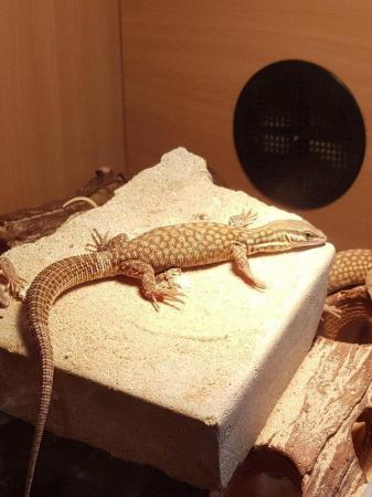 Image 1 of Ackie monitor lizards for sale