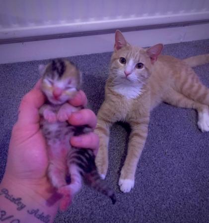 Image 9 of Beatifully Marked Tabby Kittens