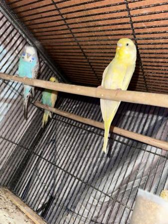 Image 5 of Stunning budgie babies for sale in bradford