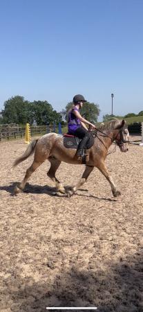 Image 3 of 6 yr old gelding for part loan