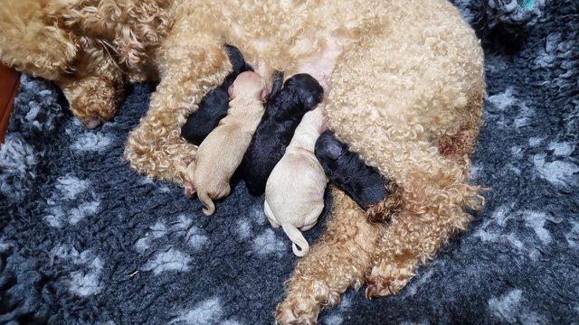 Image 5 of Toy poodle puppies.  Male and female