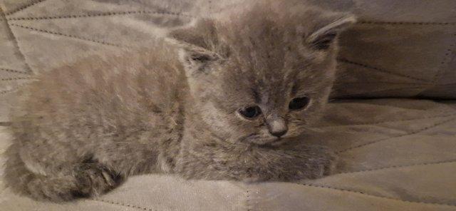 Preview of the first image of British Shorthairs *1 BOY LEFT*.